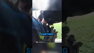 Biker Saving Dog 😱 Credit @BlueStalkerL