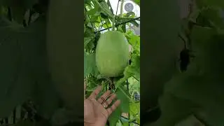 Oct 2023 Harvest