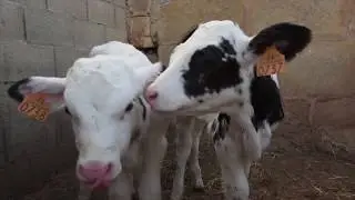COW MANURE