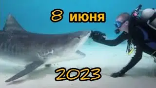Нападение акулы в Хургаде 8 июня 2023 года. Египет 2023. Опасное Красное море.