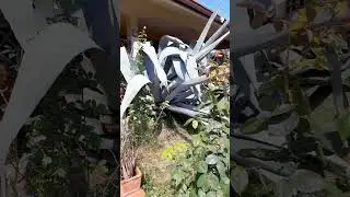 КАКТУС І КВІТИ...