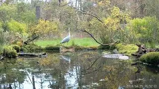 Reiger in mijn vogelvijver.
