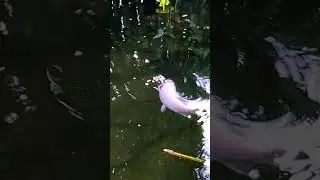 ПРОЖОРЛИВЫЙ КОЙ.Карп KOI выплывает на поверхность за едой.#кой #koifish #koi #пруд #пруднадаче