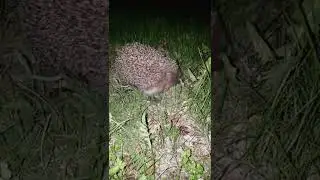 Чем занимается вечерний ёж