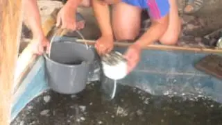 личинка