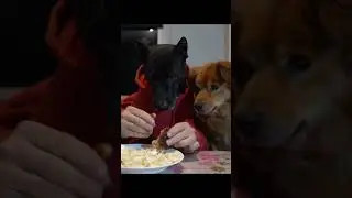 Оставили хозяина без ужина🥲 