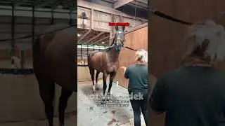 Bichinhos que nos entendem -cavalinhos bagunceiros
