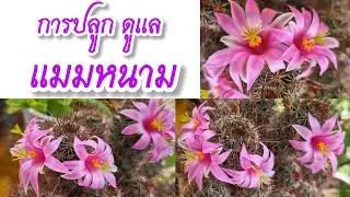 วิธีทำให้แคคตัสแมมตะขอออกดอกรอบต้นใหญ่บานทน