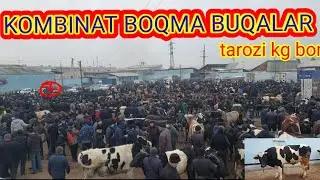 Boqma buqalar va tarozi kg. kuchat narhlari.  AJOYIB ZUR BULDI .