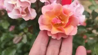 Роза Джаз - хамелеон.