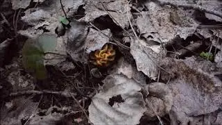 Отличная прогулка за грибами. Сморчковая шапочка
