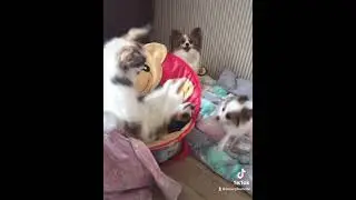 Папийон. Будни нашего питомника Лакшери Фаворит❤️ 