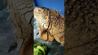 Red Iguana adult