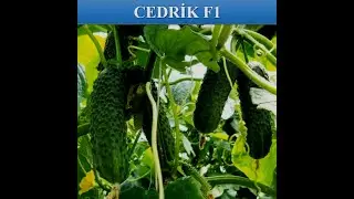 Cedrik F1