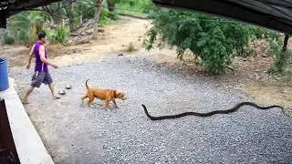 65 ANIMALES HÉROES QUE SALVARON VIDAS HUMANAS
