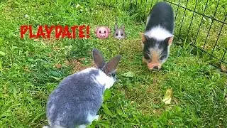 PIG AND BUNNY PLAYDATE! 🐷🐰