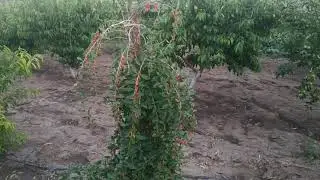 Китайские Годжи,9.07.2020
