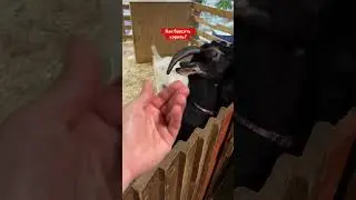 Как бросить курить? Предложите свой вариант в комментариях #юмор #влог #зож