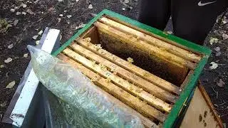 Поздний расплод хорошо или плохо... понаблюдаем.