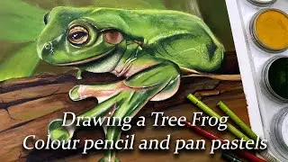 Drawing a frog in color pencil and pan pastel