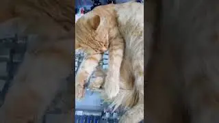 кот спит