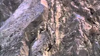 Elusive Snow Leopard- BBC Planet Earth