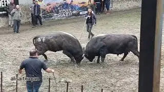 KALE - POLAT / MELO 2024