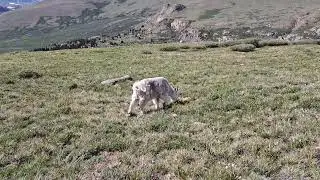 Big Horn Sheep, Mountain Goat, Found on Berstadt Mountain