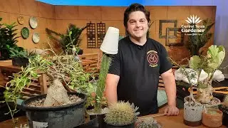Top Tips Winter Succulent Care: Carder Nastri