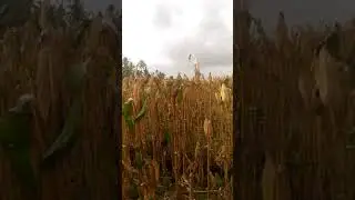 daffa pergi ke sawah sambil makan