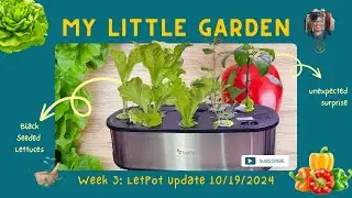 Week 3 LetPot Update 10/19/24 | #bellpeppers & More