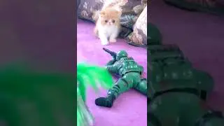 This adorable kitten afraid of soldier toy #shorts