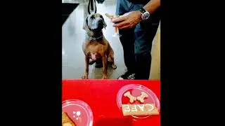 Chef Eddie's Doggie Bag Cafe  Yappy Hours