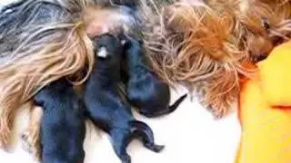 Hijos Pichicha
