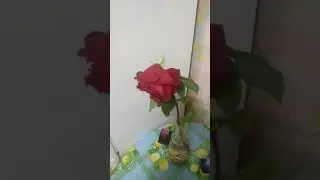 Роза