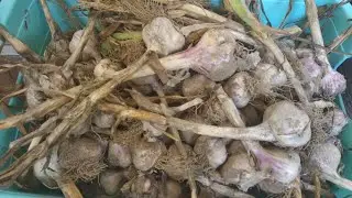 Что можно найти на полях в Германии