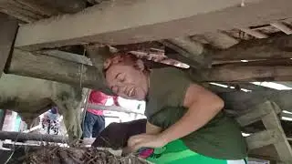 KELAKUAN DODo .HAHA
