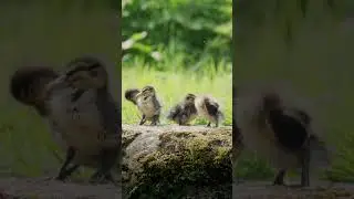 Cutest ducklings at the river #wildlife