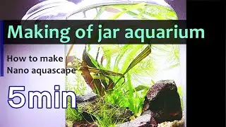 Making of jar aquarium in 5 min｜NO Filtrer NO CO2 nano aquascape tutorial
