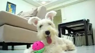 White Miniature Schnauzer - 'LaLa' Training and Playing