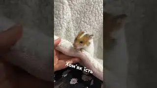 Хомʼяк