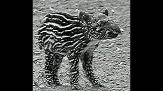 pigeland the rebirth of pige