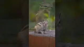 Бурундук
