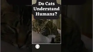 How to Understand Cat Language 