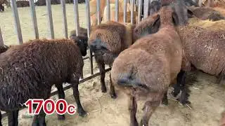 08.07.2024 Алиматов  оптом мол обзор Душанбе