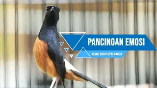 MURAI BATU GACOR PANCINGAN EMOSI PALING AMPUH PALING MEWAH LANSUNG IKUT GACOR