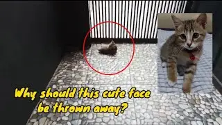 The neglected kitten experiences love and he finds happiness @lilyivo
