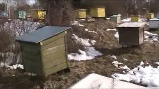 ИТОГИ ЗИМОВКИ ПЧЁЛ НА ВОЛЕ
