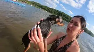 Как плавает Русский Той Терьер?