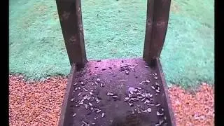 1 hour on the birdtable